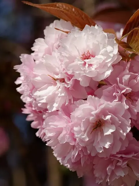 Cherry Blossom pack cover