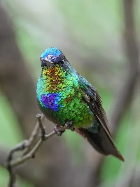Hummingbirds pack cover