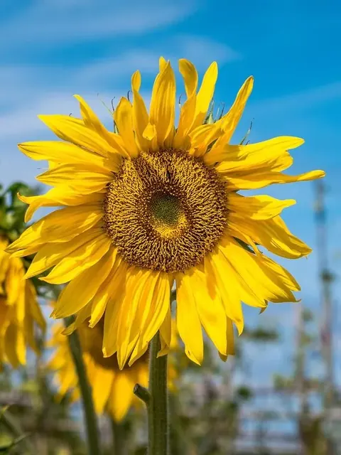 Sunflowers pack cover